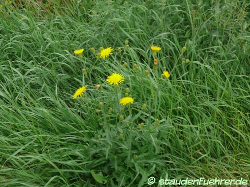 Image Taraxacum officinale