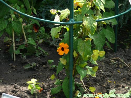 Image Thunbergia alata