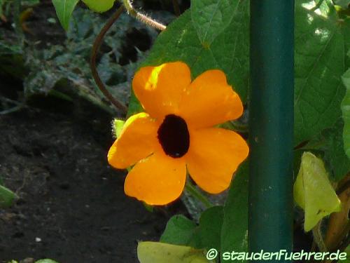 Bild Thunbergia alata