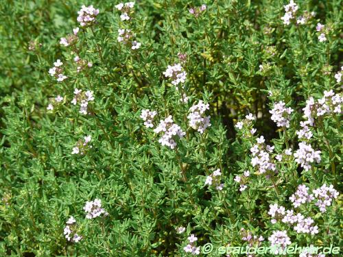 Bild Thymus vulgaris