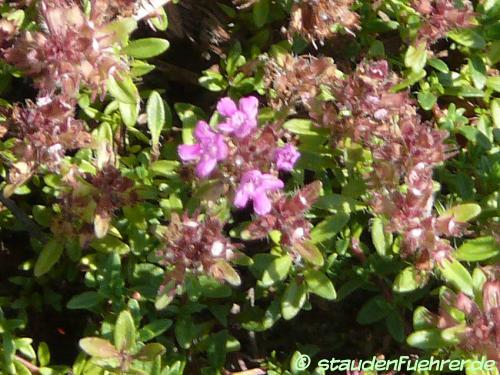 Image Thymus serpyllum 'Coccineus'