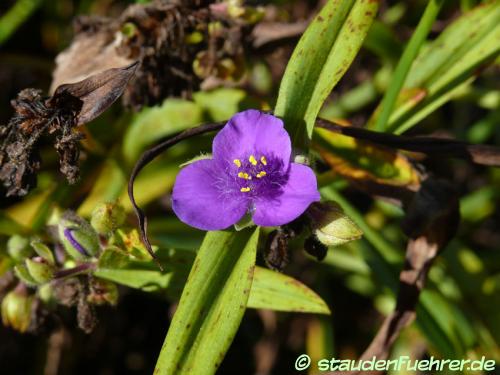 Image Tradescantia Virginiana