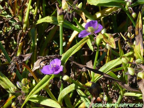 Bild Tradescantia Virginiana