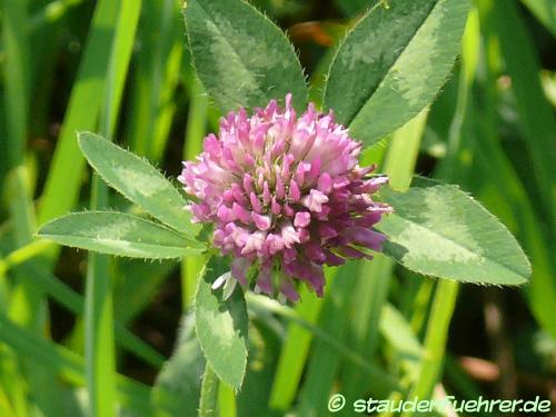 Image Trifolium pratense