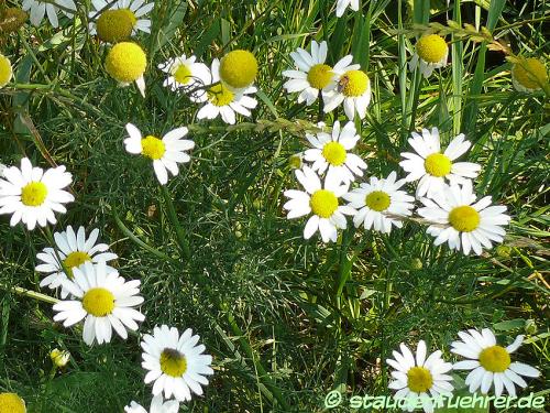 Image Tripleurospermum maritimum