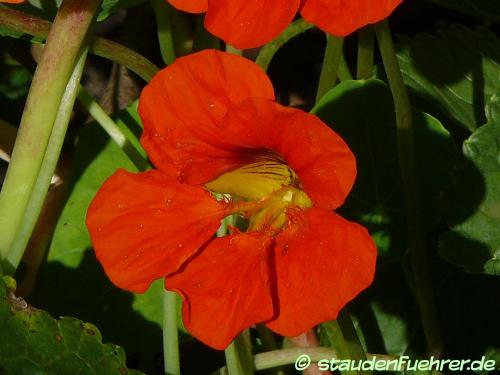 Bild Tropaeolum majus