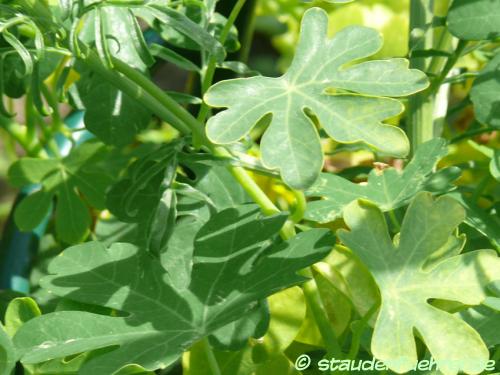 Bild Tropaeolum peregrinum