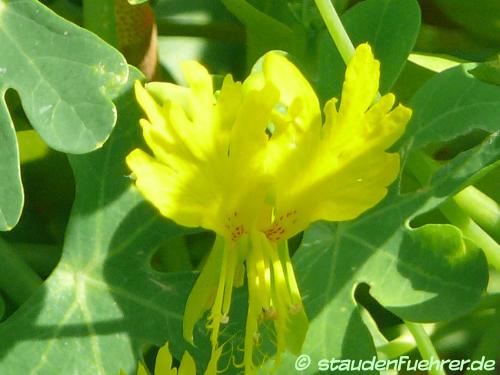 Bild Tropaeolum peregrinum