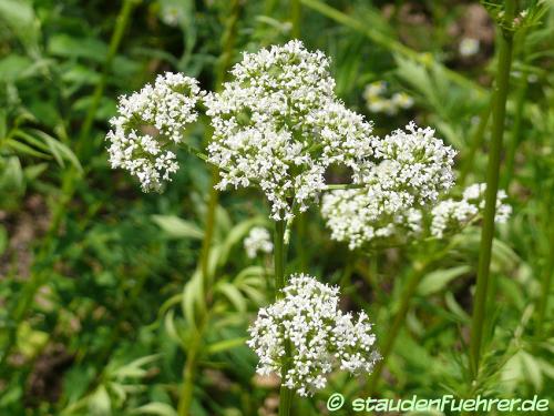 Image Valeriana officinalis