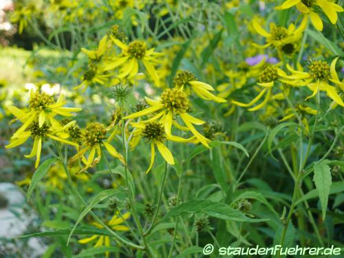 Bild Verbesina alternifolia