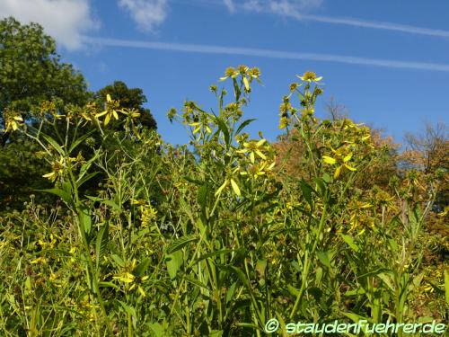 Bild Verbesina alternifolia