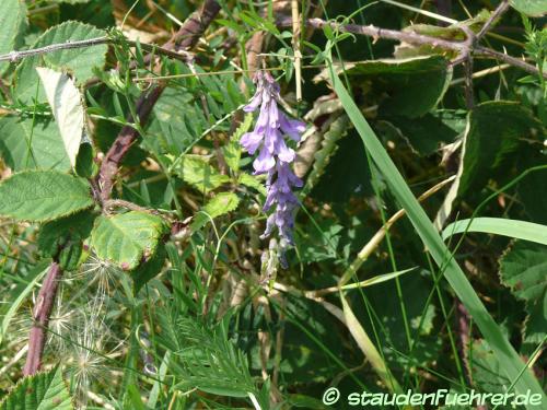 Vicia cracca - Tufted vetch, Blue vetch, Cow vetch, Bird vetch, Boreal vetch Image Vicia cracca