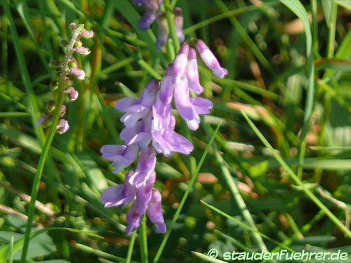 Image Vicia cracca