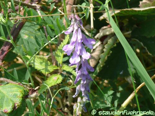 Vicia cracca - Tufted vetch, Blue vetch, Cow vetch, Bird vetch, Boreal vetch Image Vicia cracca
