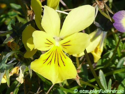 Image Viola calaminaria