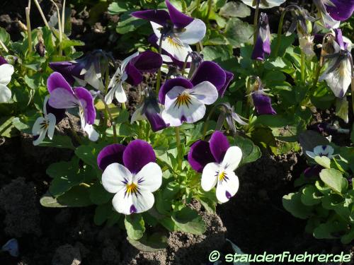 Bild Viola cornuta 'White Purple Wing'