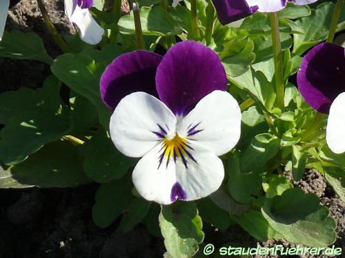 Bild Viola cornuta 'White Purple Wing'