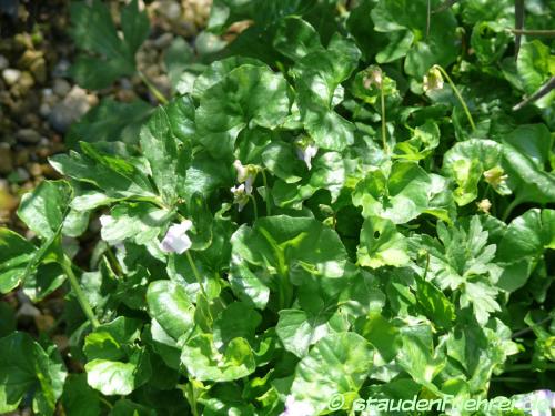 Image Viola hederacea