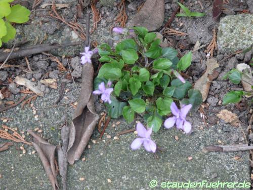 Bild Viola reichenbachiana