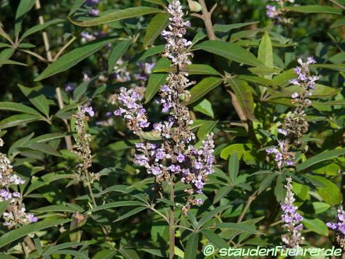 Vitex agnus-castus - Vitex, Chaste tree, Chasteberry, Monk's pepper Image Vitex agnus-castus