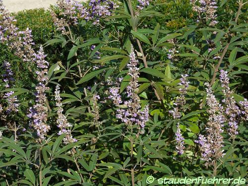 Vitex agnus-castus - Vitex, Chaste tree, Chasteberry, Monk's pepper Image Vitex agnus-castus