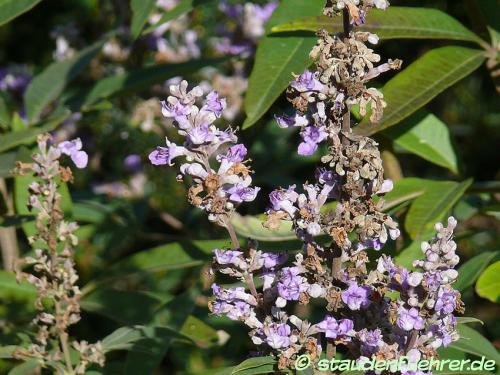 Vitex agnus-castus - Vitex, Chaste tree, Chasteberry, Monk's pepper Image Vitex agnus-castus