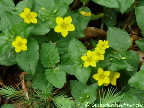 Bild Waldsteinia ternata