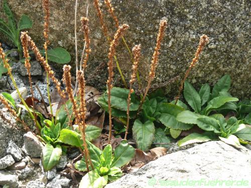 Bild Wulfenia carinthiaca