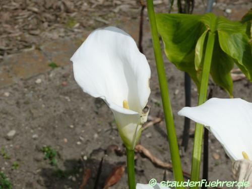 Bild Zantedeschia aethiopica