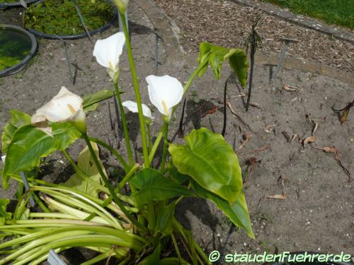 Zantedeschia aethiopica - Gewöhnliche Calla, Zimmercalla Bild Zantedeschia aethiopica